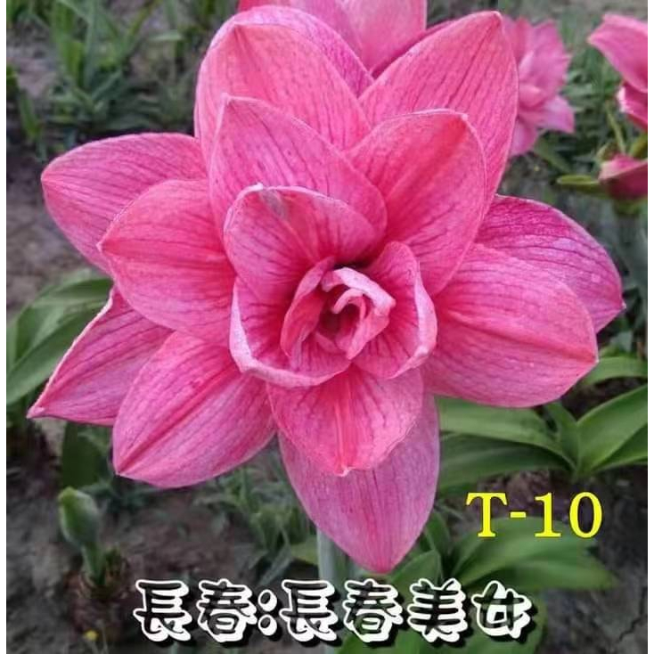 cây giống hoa lan huệ cánh kép, hoa loa kèn tây Amaryllis trường xuân Beauty