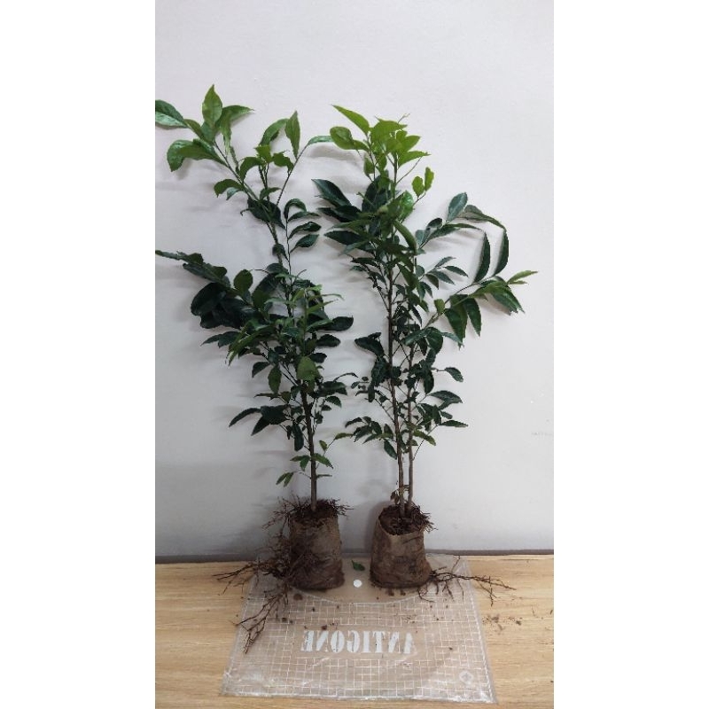 Cây giống móc mật 50cm