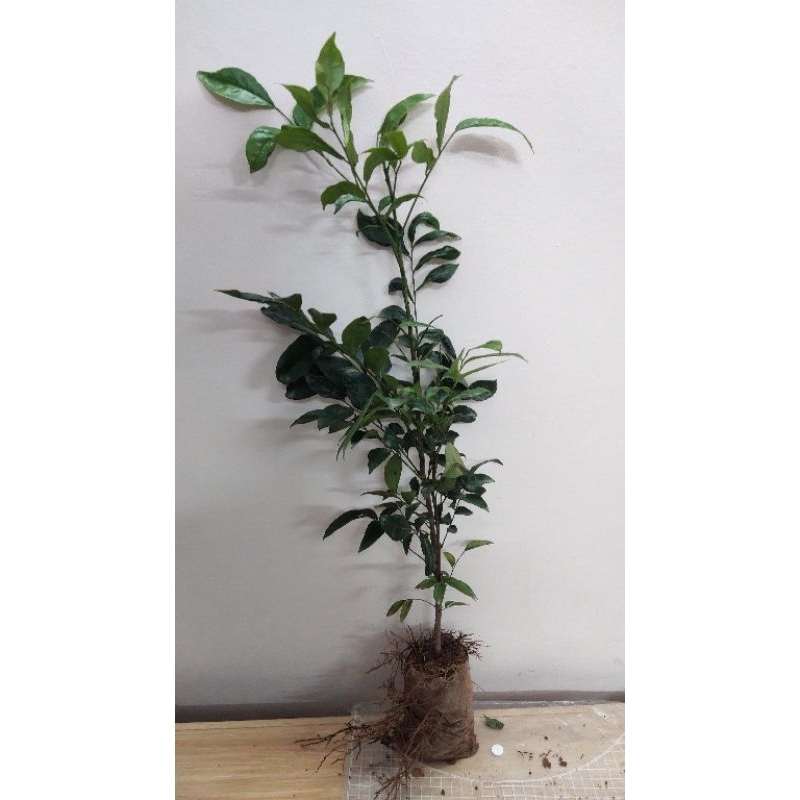 Cây giống móc mật 50cm