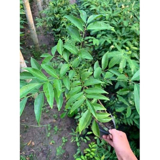 Cây mắc mật giống (Cây đẹp + cây cao 40cm )