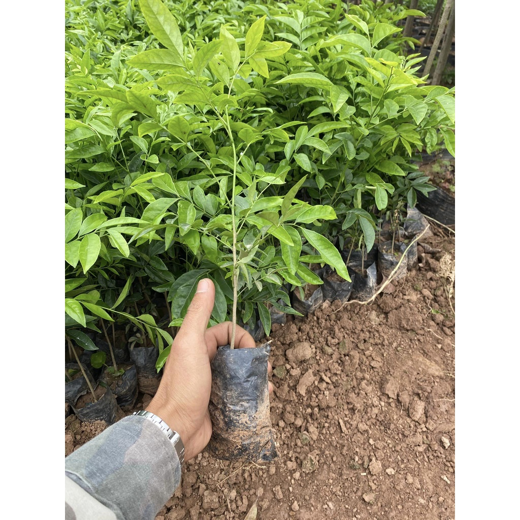 Cây mắc mật giống (Cây đẹp + cây cao 40cm )