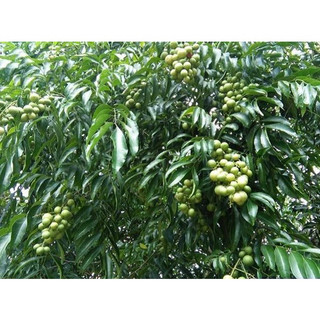 Cây mắc mật giống (Cây đẹp + cây cao 40cm )