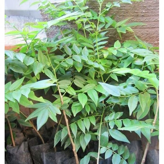 Cây mắc mật giống (Cây đẹp + cây cao 40cm )