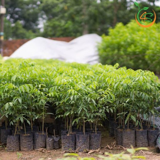 Cây mắc mật giống (Cây đẹp + cây cao 40cm )