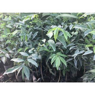 Cây mắc mật giống (Cây đẹp + cây cao 40cm )