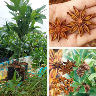 Cây giống hoa hồi -cây gia vị