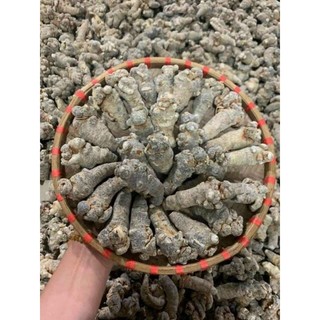 Củ tam thất bắc khô cực kì già và chất lượng