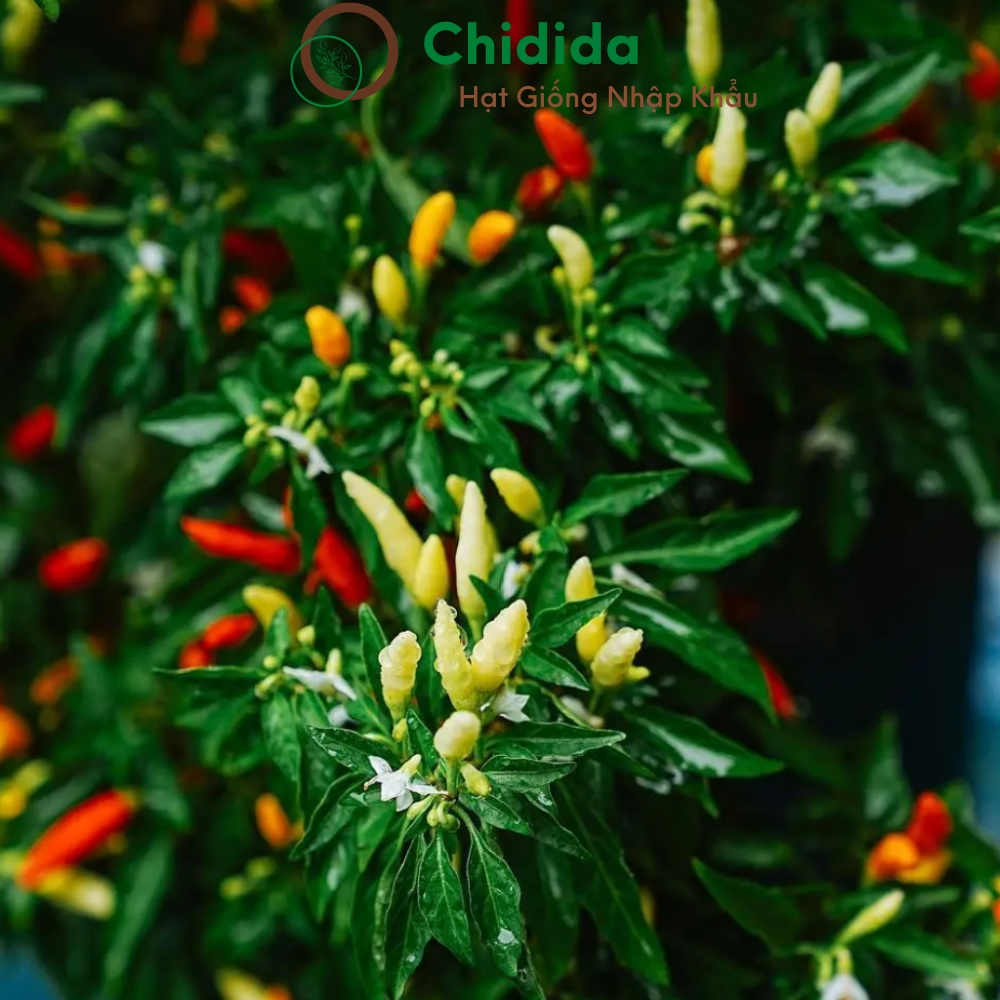 Hạt giống ớt xiêm Chidida ớt ngũ sắc siêu cay cây cho trái có 3 màu trắng đỏ cam bắt mắt Thái Lan gói 0.5g