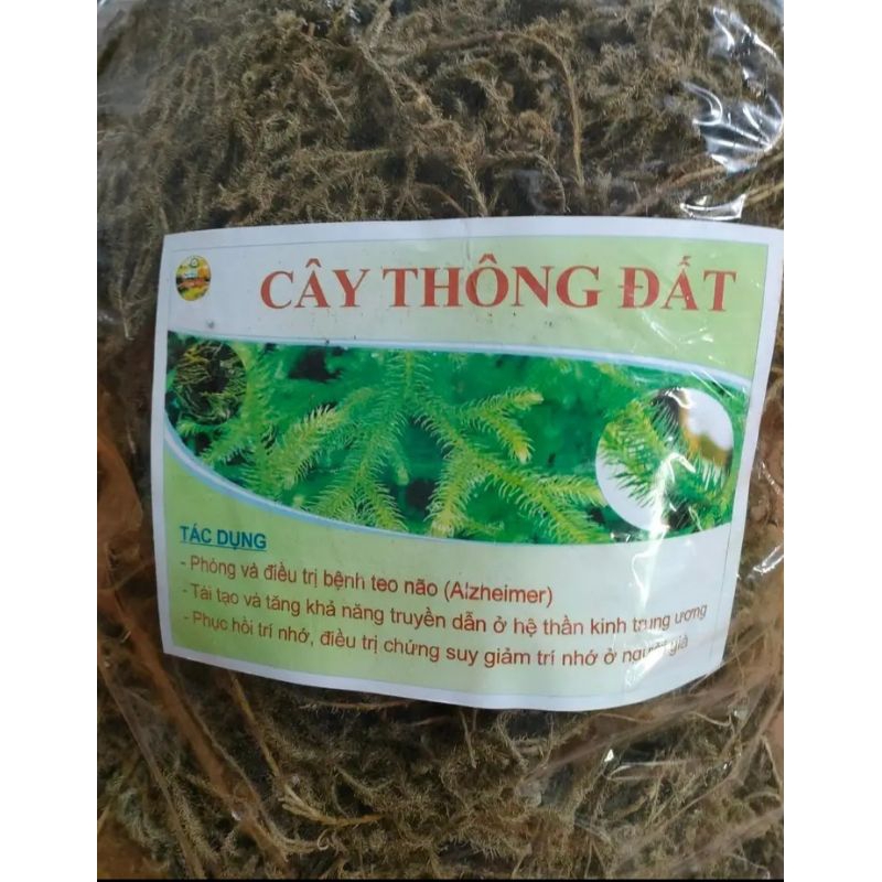 1kg cây thông đất, phơi khô, sạch