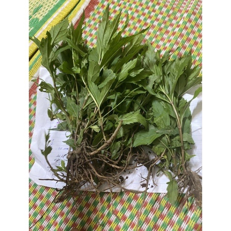 Cây mần tưới  1kg tươi