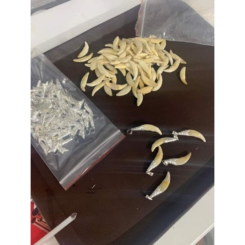 Nanh sói bọc bạc