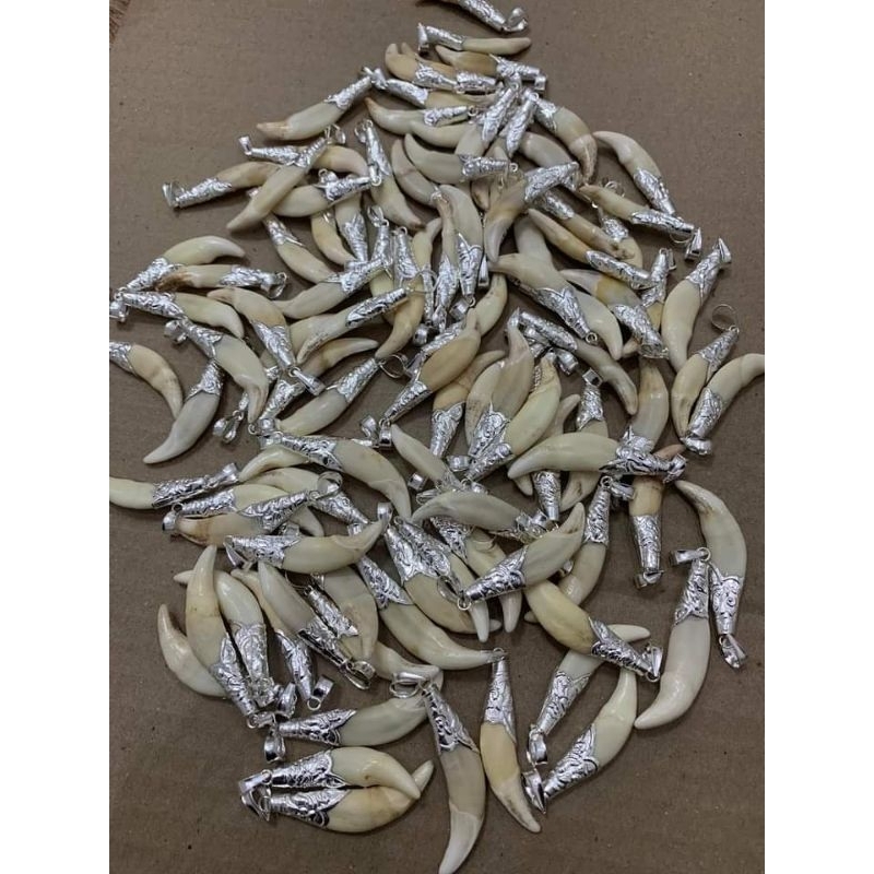 Nanh sói bọc bạc