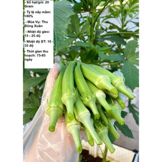 10gram hạt giống đậu bắp xanh cao sản – stt0014
