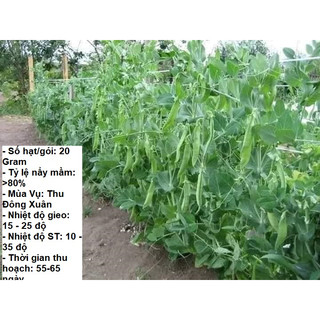 20gram - hạt giống đậu hà lan st0015