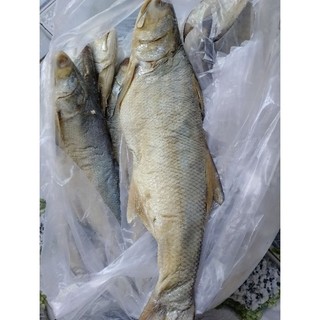 Khô cá chét muối dùi 5-600gr/1con