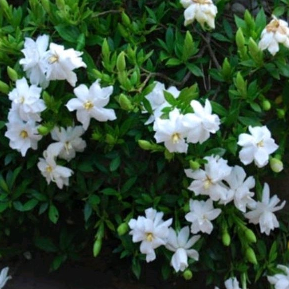 Cây hoa Ngọc bút