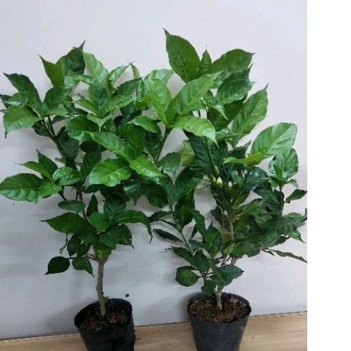 Cây hoa Ngọc bút