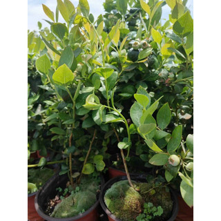 [Shop_huan_hoa_hong]Cây việt quất tứ quý