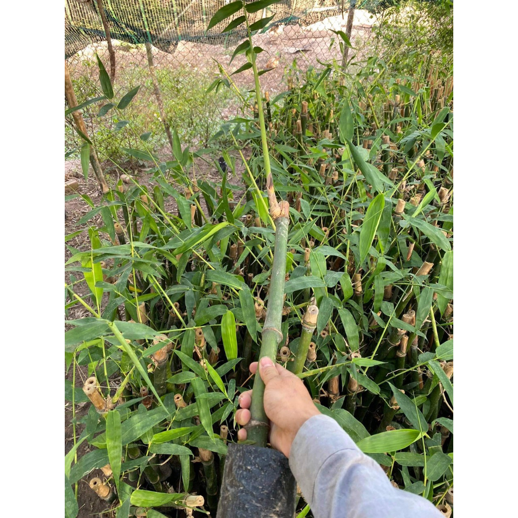 Cây giống tre tứ quý