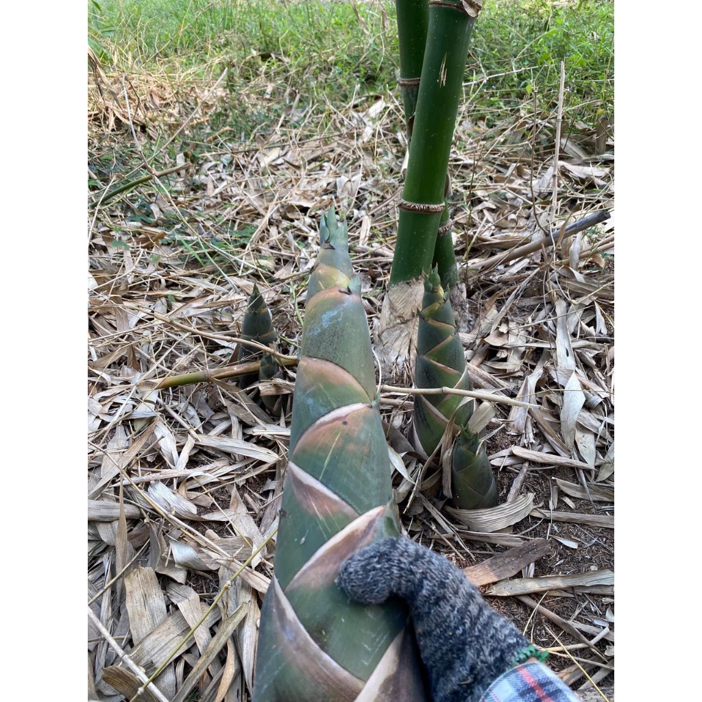 Cây giống tre tứ quý