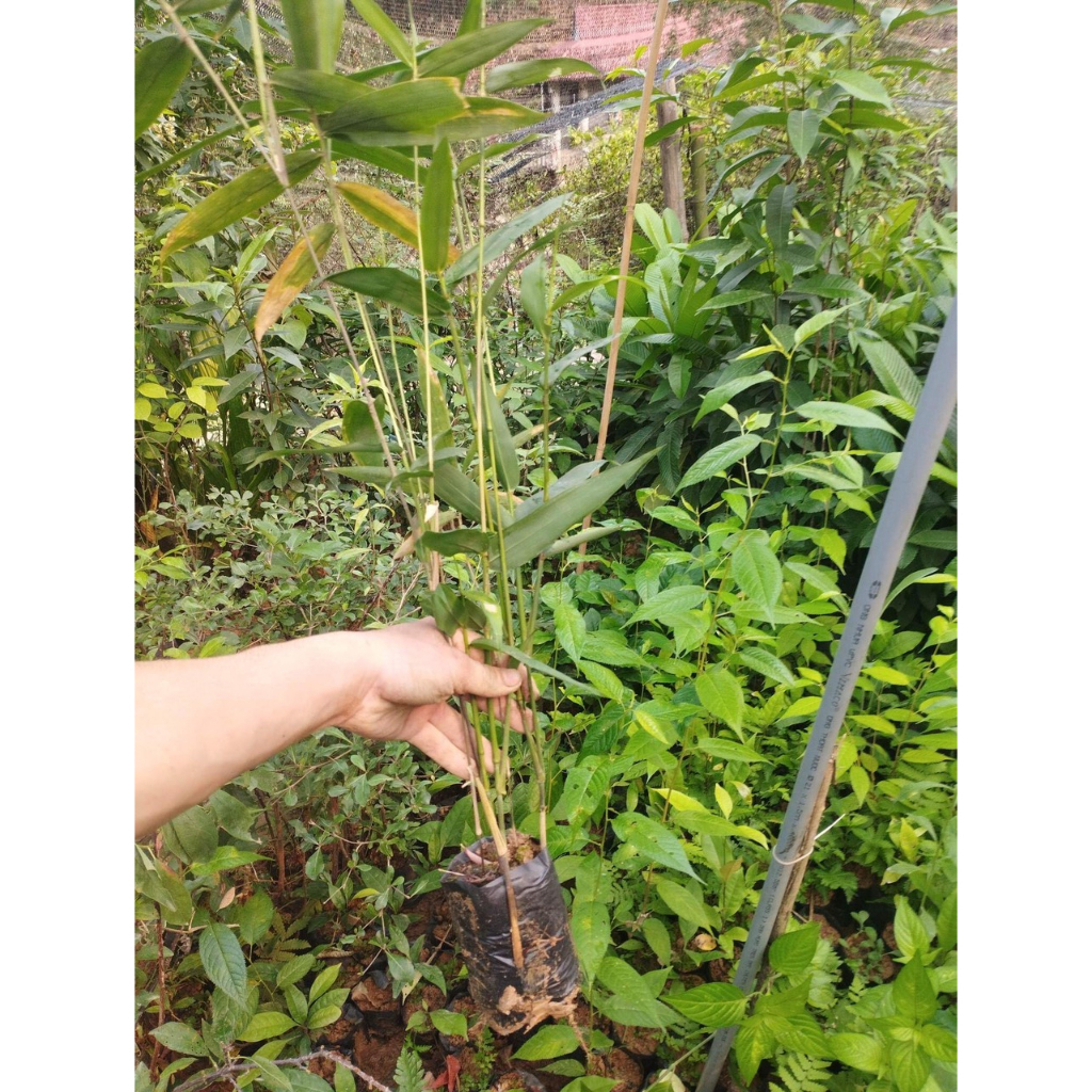 Nứa tép nhỏ, nứa làm cơm lam