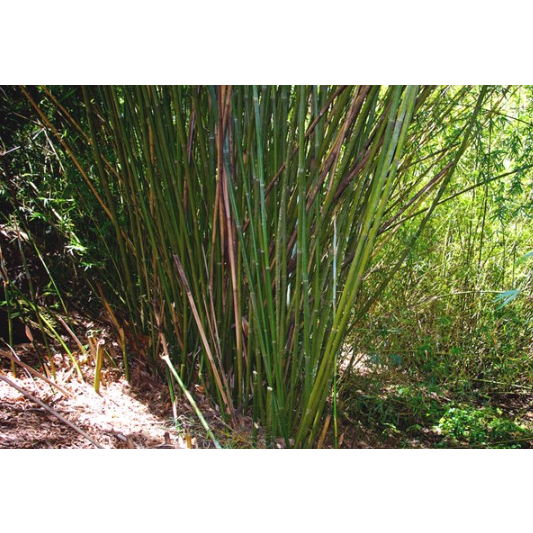 Nứa tép nhỏ, nứa làm cơm lam