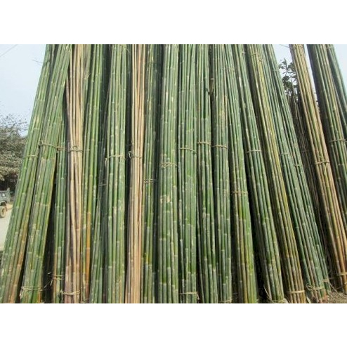 Nứa tép nhỏ, nứa làm cơm lam