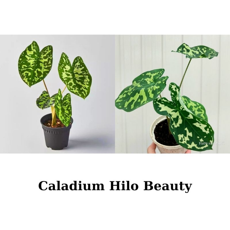 Cây giống môn lính, caladium Hilo Beauty
