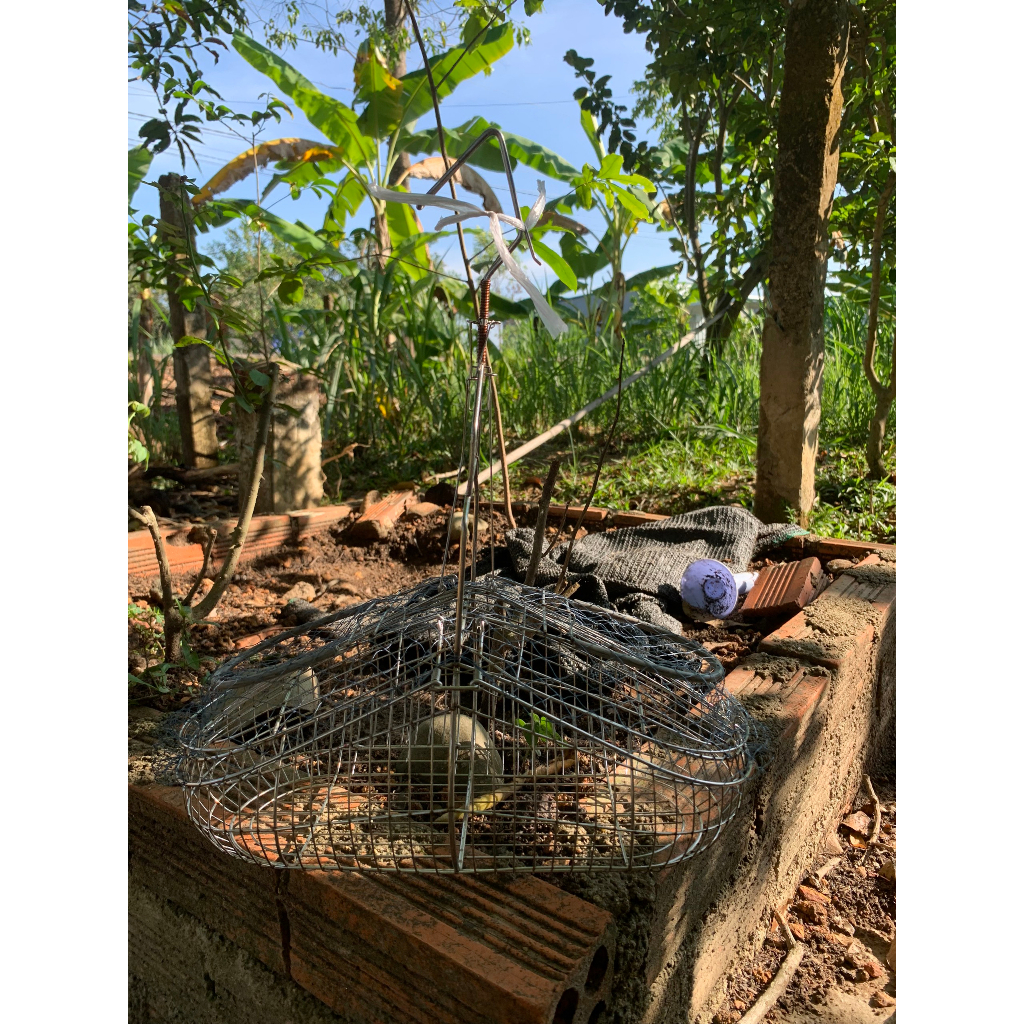 Lồng bẫy chim chào mào, chim chòe mẫu mới giá rẻ