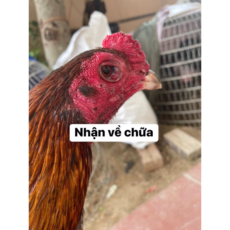 thuố.c tr.ị sưng khoé mắt cho gà đòn, gà chọi