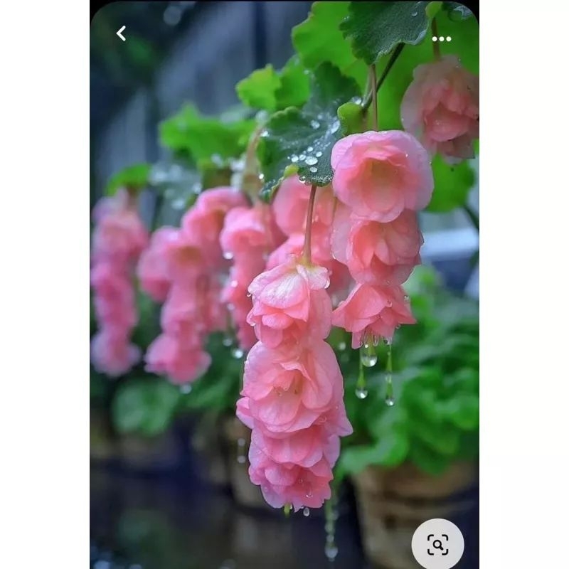 Hạt giống hoa Chuông Gió