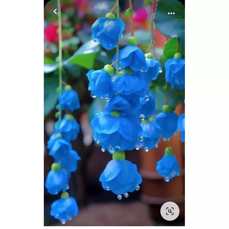 Hạt giống hoa Chuông Gió