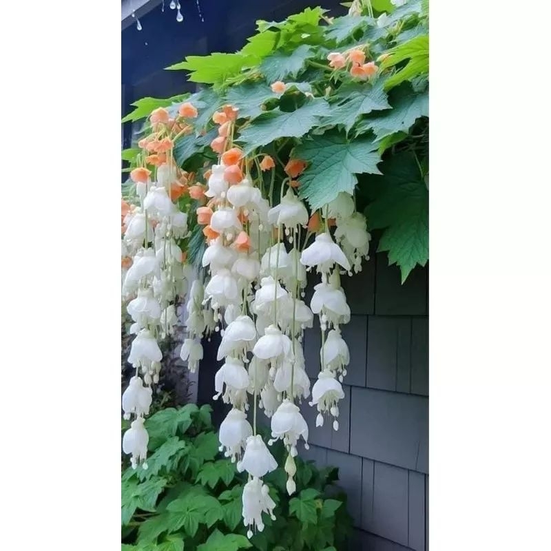 Hạt giống hoa Chuông Gió