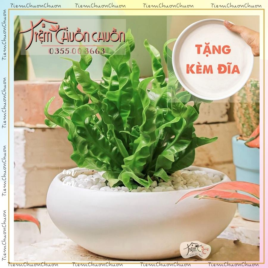 Ang Bo Tròn kèm Đĩa Sứ Lót Đáy Men Trắng - Chậu Gốm sứ Bát Tràng