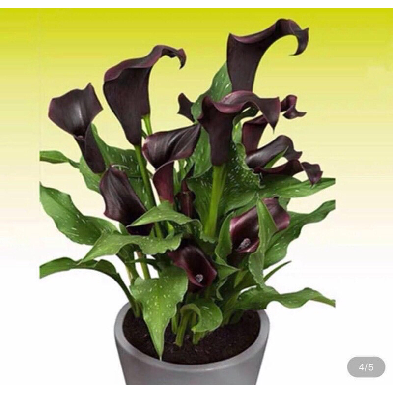 Củ hoa rum hà lan Hoa tet