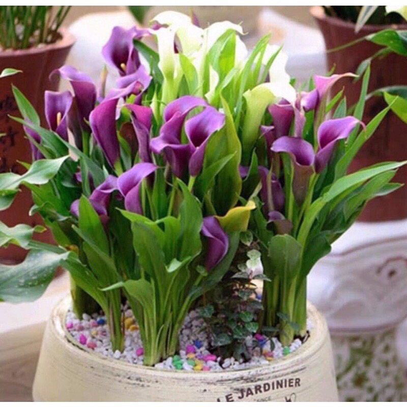 Củ hoa rum hà lan Hoa tet