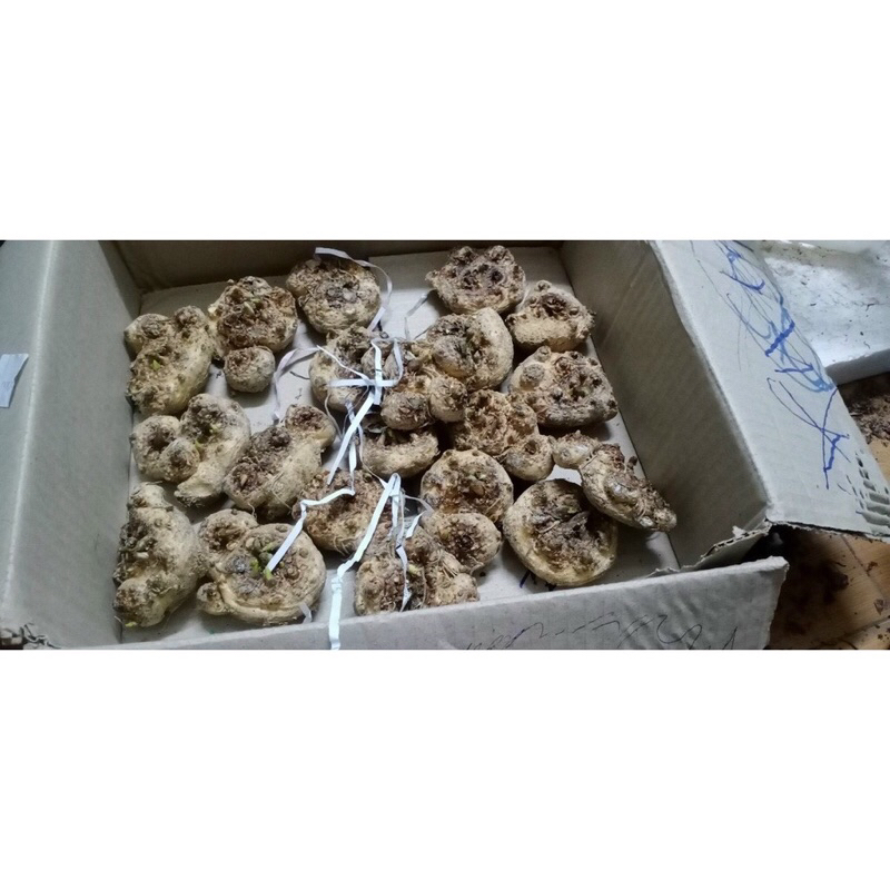 Củ hoa rum hà lan Hoa tet