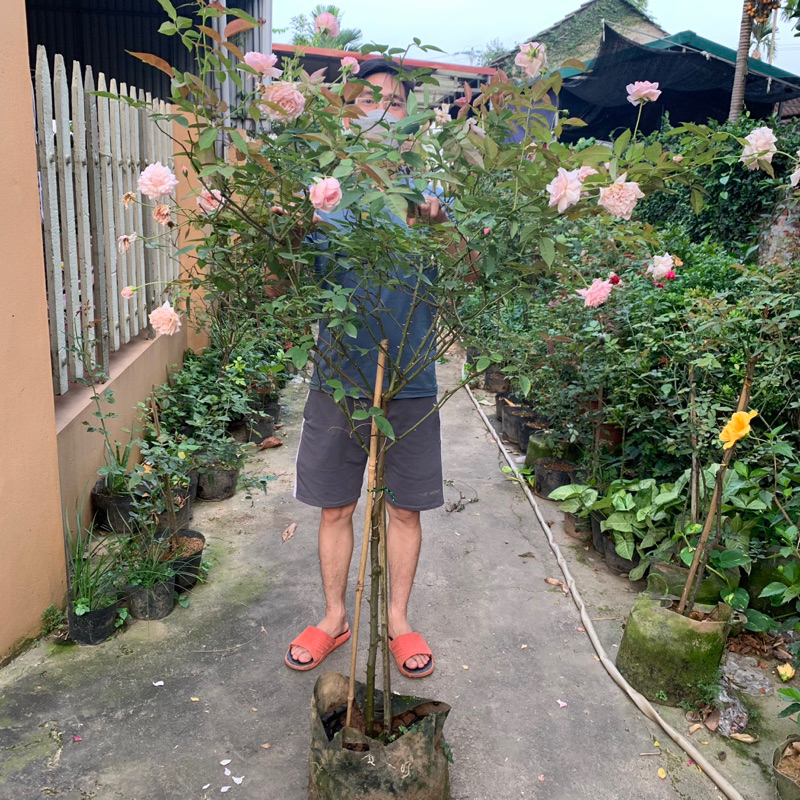 sai hoa hoa thơm dễ trồng và chăm sóc Cây hoa Hồng đào cổ, cao 1,5m cây một thân nguyên bản, sai hoa, hoa thơm