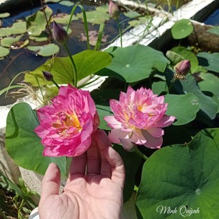 Củ sen mini Pink Butterfly
