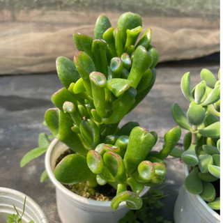 Sen đá ống điếu - size trung - vườn đà lạt