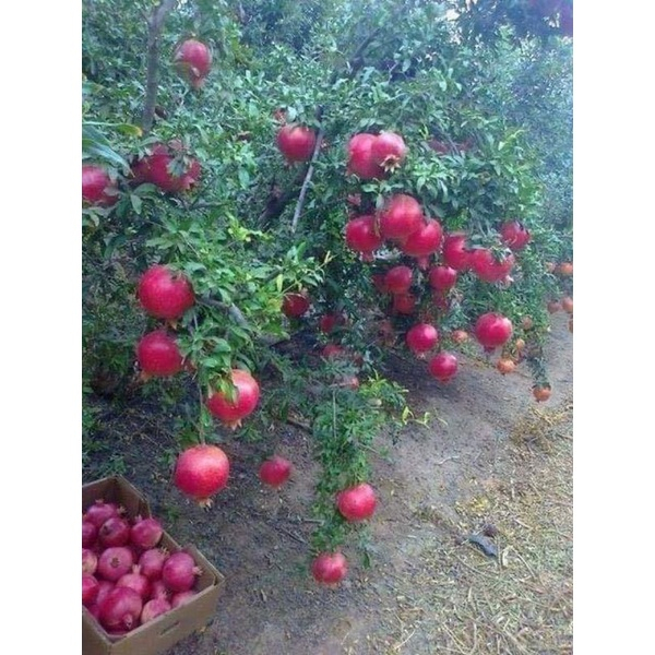 Cây giống lựu đỏ ấn độ siêu sớm (trồng chậu) (giống chuẩn cây giống đẹp)
