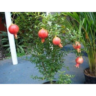 Cây giống lựu đỏ ấn độ siêu sớm (trồng chậu) (giống chuẩn cây giống đẹp)