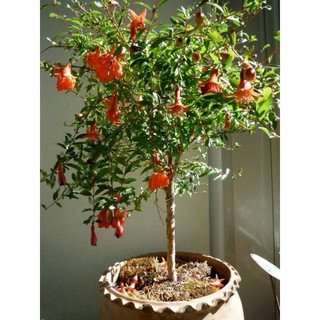 Cây giống lựu đỏ ấn độ siêu sớm (trồng chậu) (giống chuẩn cây giống đẹp)