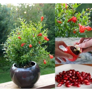 Cây giống lựu đỏ ấn độ siêu sớm (trồng chậu) (giống chuẩn cây giống đẹp)