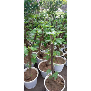 CÂY GIỐNG SUNG MỸ (giống chuẩn cây siêu đẹp)