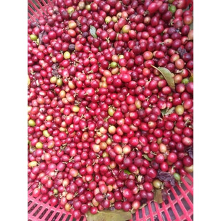 cây giống cà phê (giống chuẩn cây siêu đẹp)