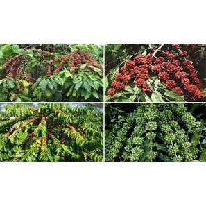 cây giống cà phê (giống chuẩn cây siêu đẹp)