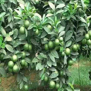 Cây Giống Chanh bắc