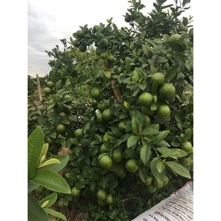 Cây Giống Chanh bắc (siêu sớm có bảo hành) (giống chuẩn cây siêu đẹp)