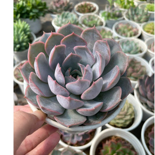 Sen đá hồng phấn - size trung - vườn đà lạt